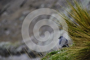 Plumbeous Sierra-Finch (Geospizopsis unicolor photo