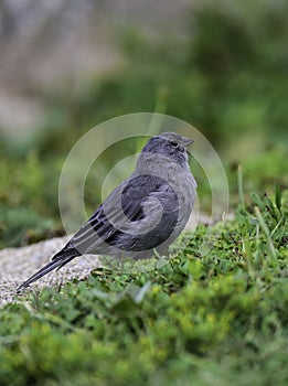 Plumbeous Sierra Finch, Quebrada del Condorito National Park,Cordoba photo