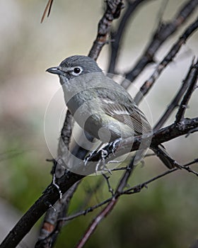 Plumbeous vireo Vireo plumbeus