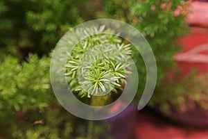 Plume asparagus or foxtail fern