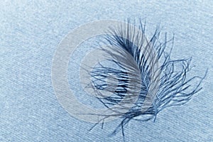 Plume with blue background