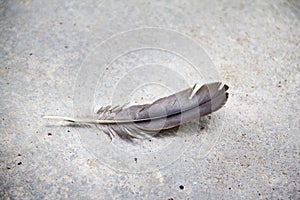 A plume on cement floor