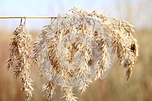 Plume of dry wild grass.