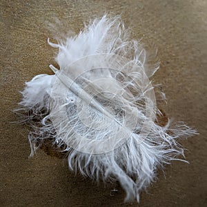 Plume feather of a woodpigeon
