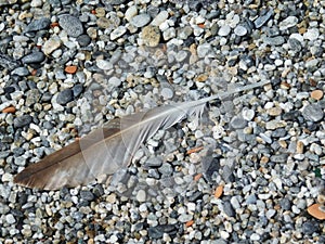 A plume in the grit beach