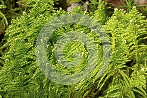 Plume moss at John Hay National Wildlife Refuge, New Hampshire