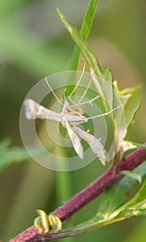 Plume moth.