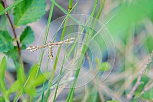 Plume moth