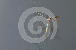 Plume moth