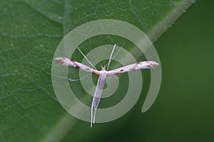 Plume Moth