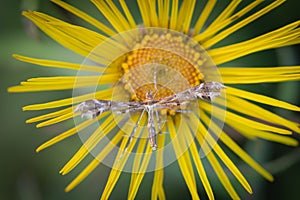 Plume moth on big yellow flower