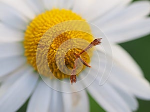 Plume moth on daisy flower