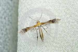 Plume moth, Emmelina species, Satara, Maharashtra