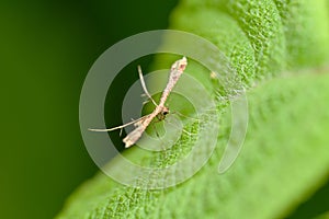 Plume Moth on Leaf Surface, Satara, Maharashtra