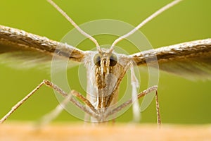 Plume Moth Macro Shot