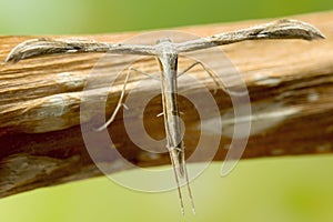 Plume Moth Macro Shot