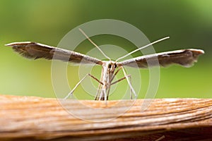 Plume Moth Macro Shot