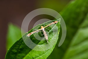 Plume moth Pterophoridae