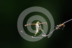 Plume moth Pterophoridae