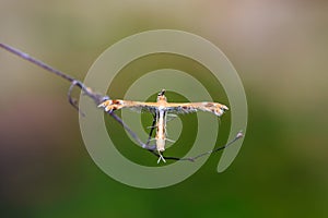 Plume moth Pterophoridae