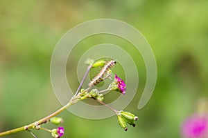 Plume moth Pterophoridae caterpillar