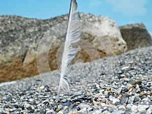 A plume planted on the beach