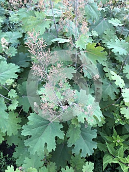 Plume Poppy - Macleaya cordata - Garden Perennial