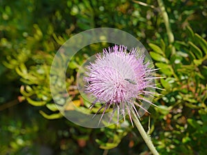 A plume thistle