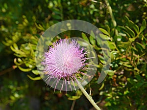 A plume thistle