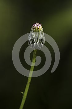 Plume Thistle Bud