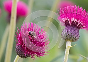 Plume Thistle, Cirsium rivulare 'Atropurpureum', flower with bee