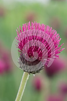 Plume Thistle, Cirsium rivulare 'Atropurpureum', flower closeup