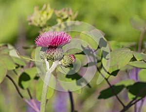 Plume Thistle in Sunny Garden