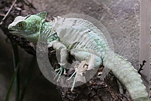 Plumed basilisk