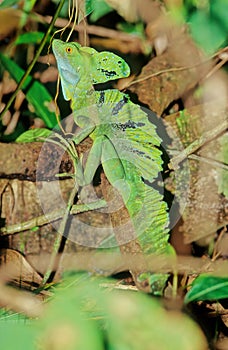 Plumed basilisk