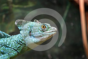 Plumed Basilisk