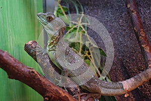 Plumed Basilisk. Adult green basilisk, double crested basilisk. Jesus Christ lizard