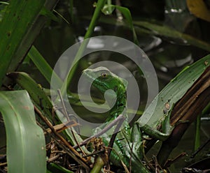 The plumed basilisk (Basiliscus plumifrons),