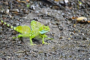 Plumed basilisk, Basiliscus plumifrons