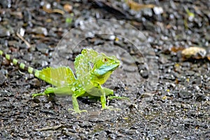 Plumed basilisk, Basiliscus plumifrons