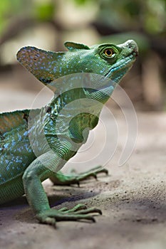 Plumed basilisk (Basiliscus plumifrons).