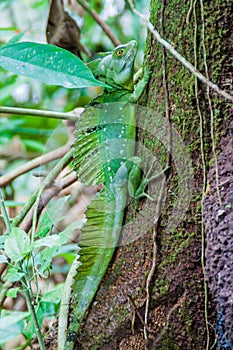 Plumed basilisk Basiliscus plumifrons , also called a green basilisk in a forest near La Fortuna, Costa Ri