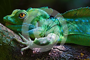 Plumed basilisk (Basiliscus plumifrons)