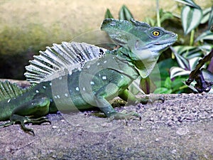 The plumed basilisk Basiliscus plumifrons, green basilisk, double crested basilisk, Jesus Christ lizard or Stirnlappenbasilisk