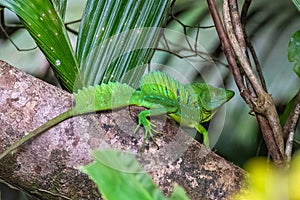 Plumed basilisk, lizard