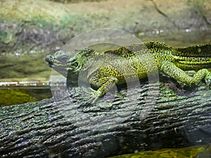 Plumed Basilisk Lizard also called as green basilisk