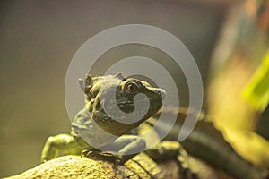 Plumed Basilisk lizard Basiliscus plumifrons