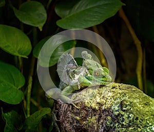 Plumed basilisk reptile lizard shedding its skin or Ecdysis in its natural habitat, aka the green basilisk, double crested