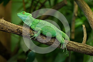 Plumed basilisk (Basiliscus plumifrons) photo