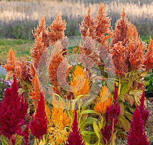 Plumed Cockscomb